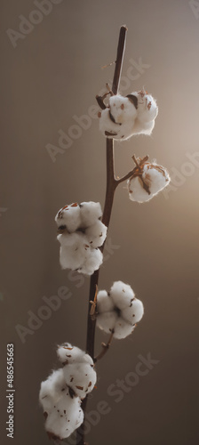 dried cotton branch with five fluffy balls. Isolated on brown background.