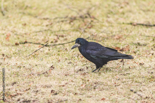 czarny gawron chodzi po trawie