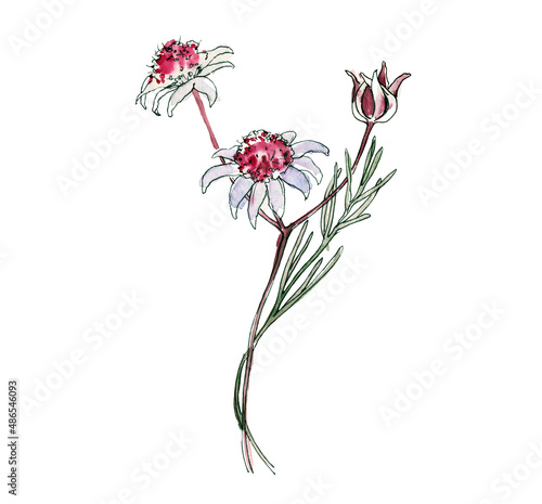 Australia flower sketch. flannel.Isolated on a white background.