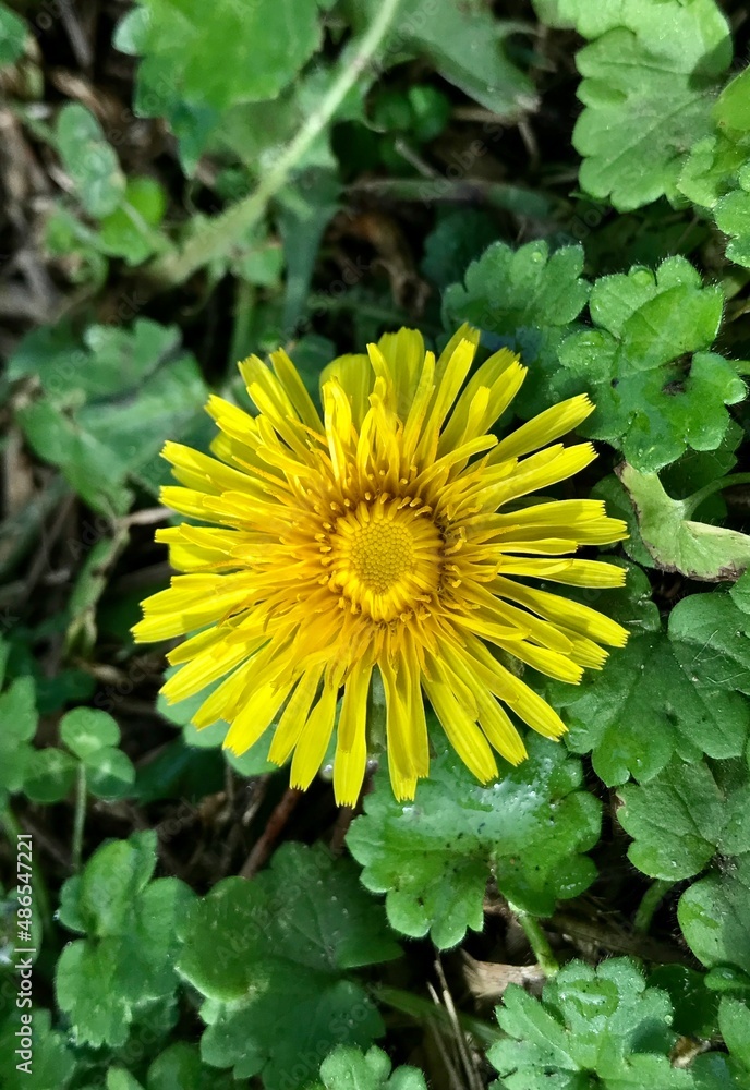 yellow flower in the garden yellow flower in the garden