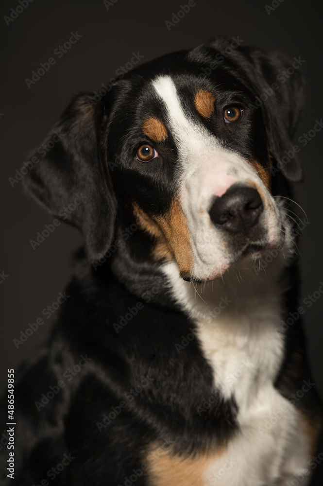 Großer schweizer sennenhund studio portrait Großer schweizer sennenhund studio portrait