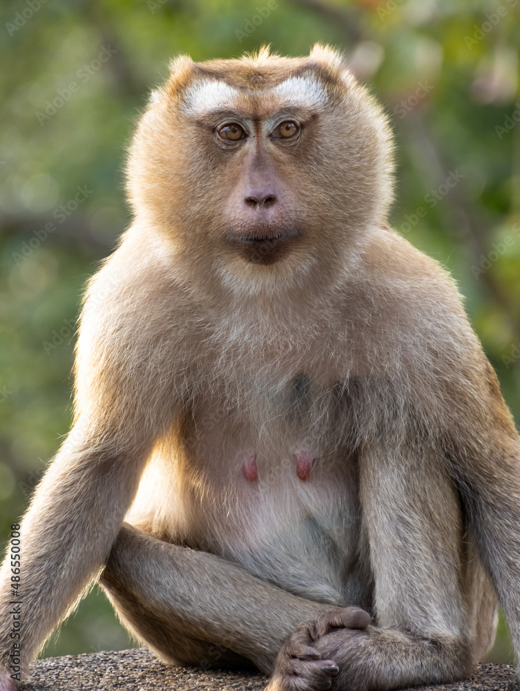 Obraz premium Closeup portrait of a Cheeky Monkey with big eyes taken at Koarang Hill Phuket Thailand