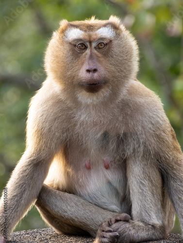 Closeup portrait of a Cheeky Monkey with big eyes taken at Koarang Hill Phuket Thailand © Elias Bitar