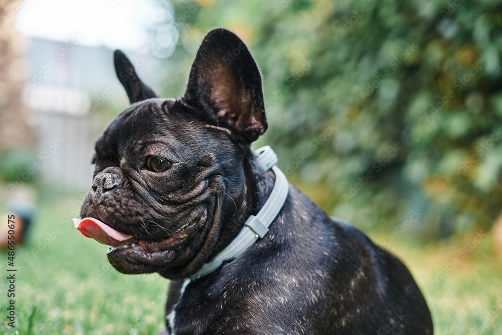 Close-up portrait of a dog, french bulldog in the garden