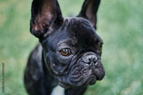 Close-up portrait of a dog  french bulldog in the garden