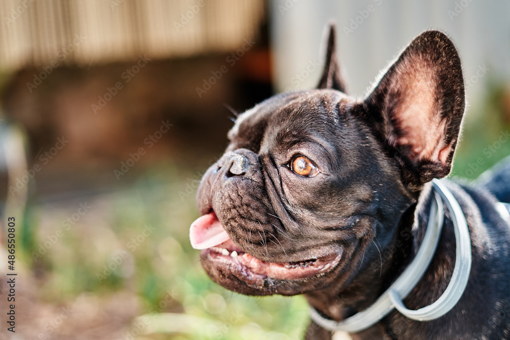 Close-up portrait of a dog, french bulldog in the garden