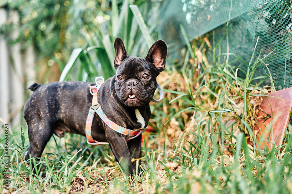 Portrait of a dog, french bulldog in the garden Portrait of a dog, french bulldog in the garden