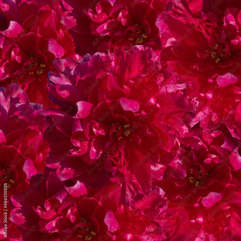 red peony flower head in full bloom red peony flower head in full bloom