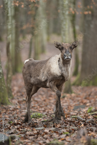 Portrait de renne forestier © Wildpix imagery