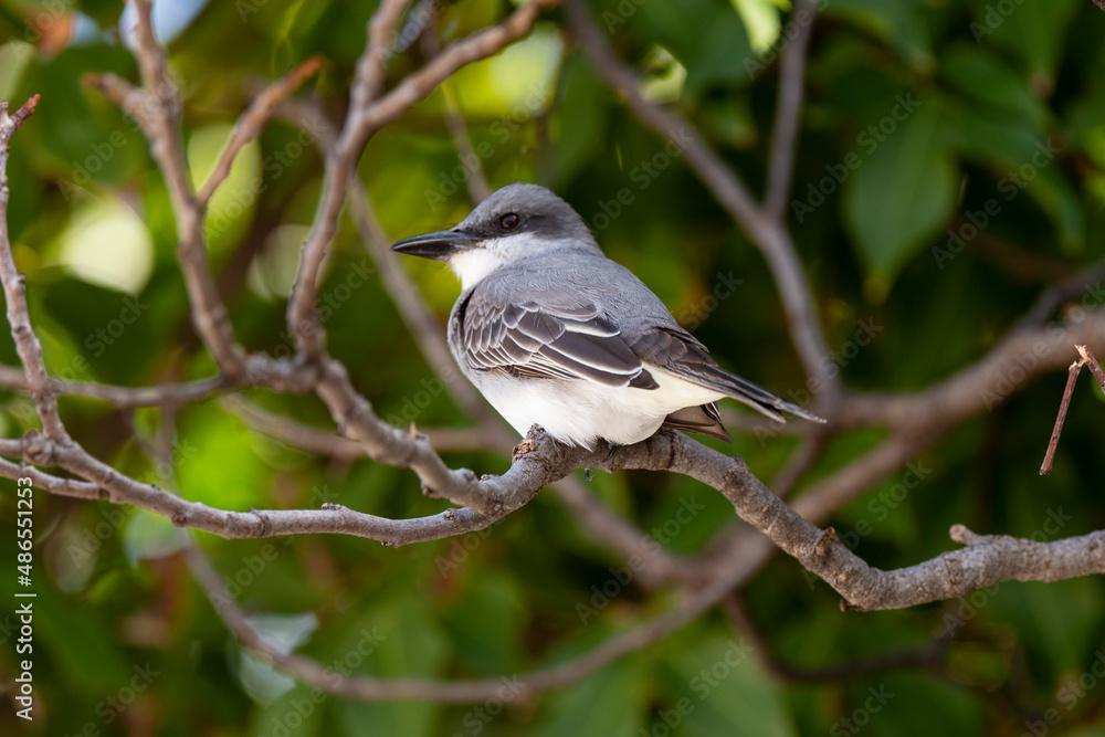 Tyran gris,.Tyrannus dominicensis, Grey Kingbird, Ile de Saint Martin, Petite Antilles Tyran gris,.Tyrannus dominicensis, Grey Kingbird, Ile de Saint Martin, Petite Antilles