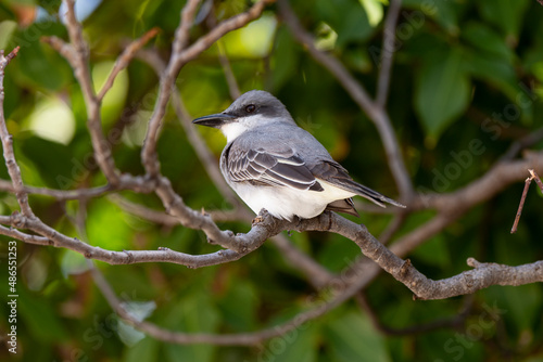 Tyran gris,.Tyrannus dominicensis, Grey Kingbird, Ile de Saint Martin, Petite Antilles