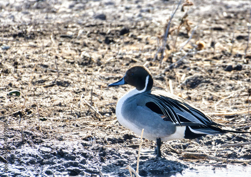 Male Northern Pintail standing near a wetland pond.