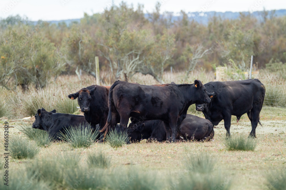 a small herd of black cows resting in the meadow a small herd of black cows resting in the meadow