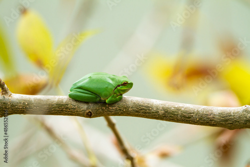 Small southern tree frog Hyla meridionalis in Aiguamolls de l'Empordà, Girona, Spain photo