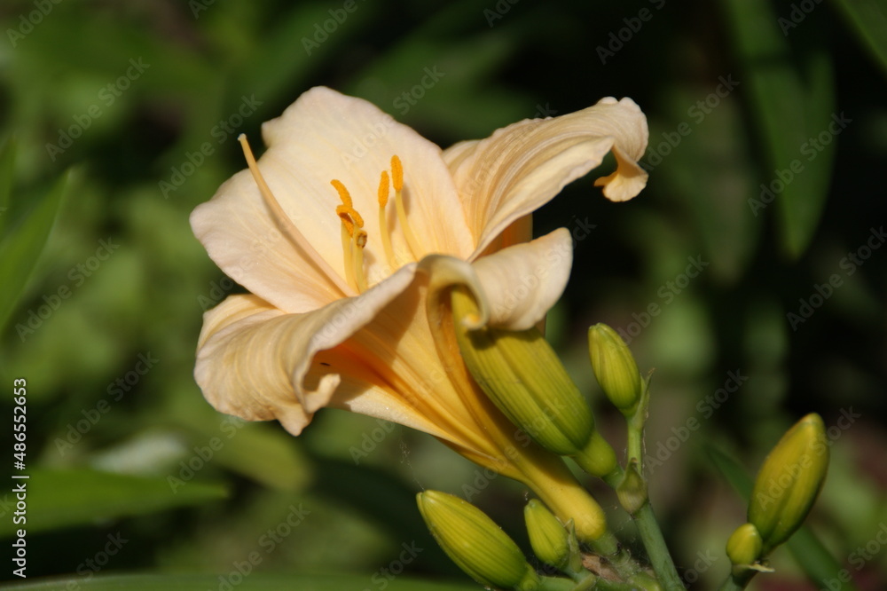 Garden flowers Garden flowers