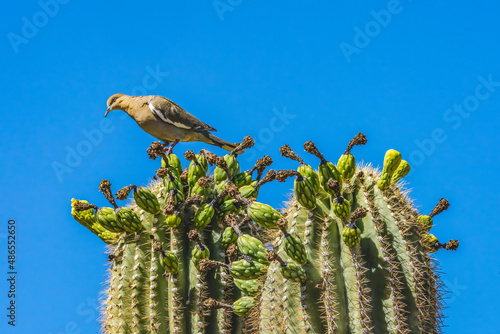 Mourning Dove Crested Sajuaro Cactus Blooming photo