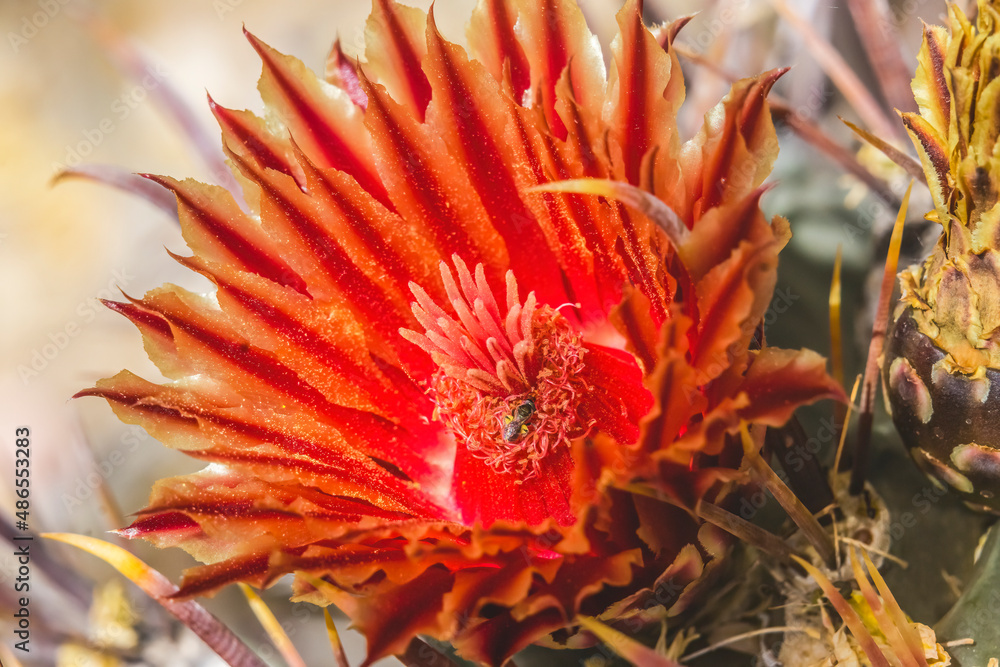 Red Blossom Insect Fishhook Barrel Cactus Blooming Macro Red Blossom Insect Fishhook Barrel Cactus Blooming Macro