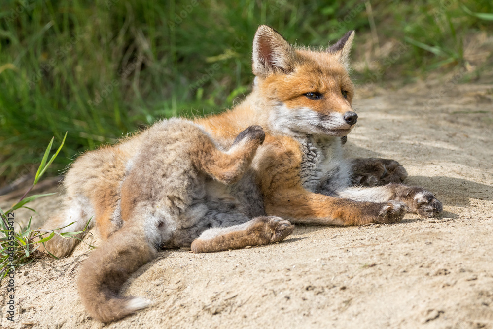 Jeune renard roux en train de se gratter