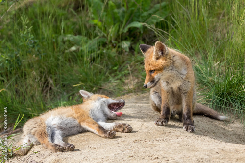 Deux jeunes renards roux au repos, l'un observe l'autre en train de bâiller