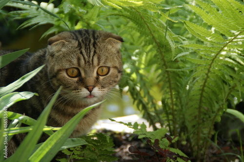 Cat in the garden with plants.  © fayka