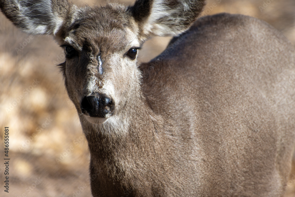 Young deer with a pronounced scar on its face. Young deer with a pronounced scar on its face.