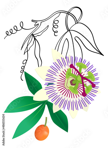 Passiflora medicinal plant vector illustration for decor