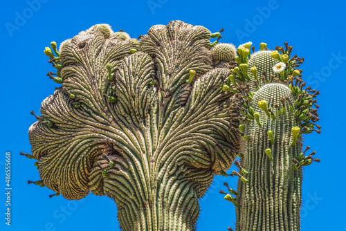 Crested Sajuaro Cactus Blooming photo