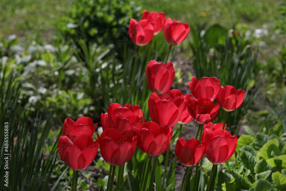 Red Tulip flower blooms on background of blurry tulips flowers. A group vibrant Red blooming Tulips. Spring flowers. Floral red background. First spring flowers. Tulips backdrop. Red tulip bud. Red Tulip flower blooms on background of blurry tulips flowers. A group vibrant Red blooming Tulips. Spring flowers. Floral red background. First spring flowers. Tulips backdrop. Red tulip bud.