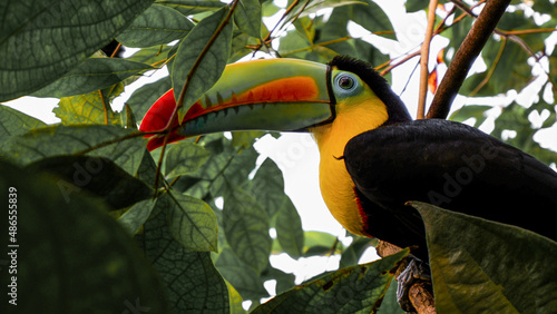 toucan sitting on a branch surrounded by green leafs