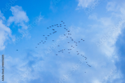 Birds in formation migrating south seen from below.
