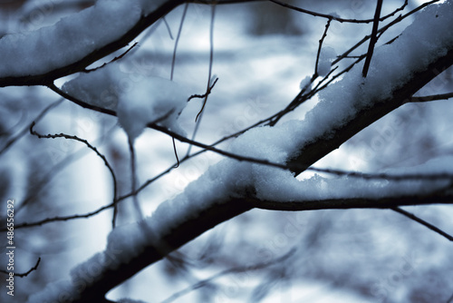 Icy blue image of snow covering bare branches with blurred background