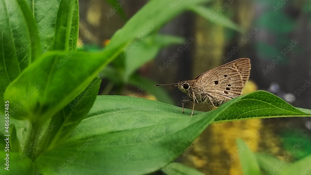 butterfly called suastus greimus on leaf in the garden butterfly called suastus greimus on leaf in the garden