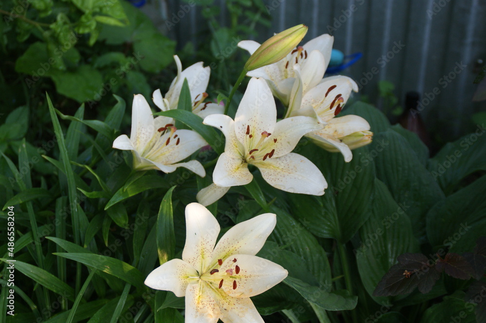Fototapeta premium Garden flowers 