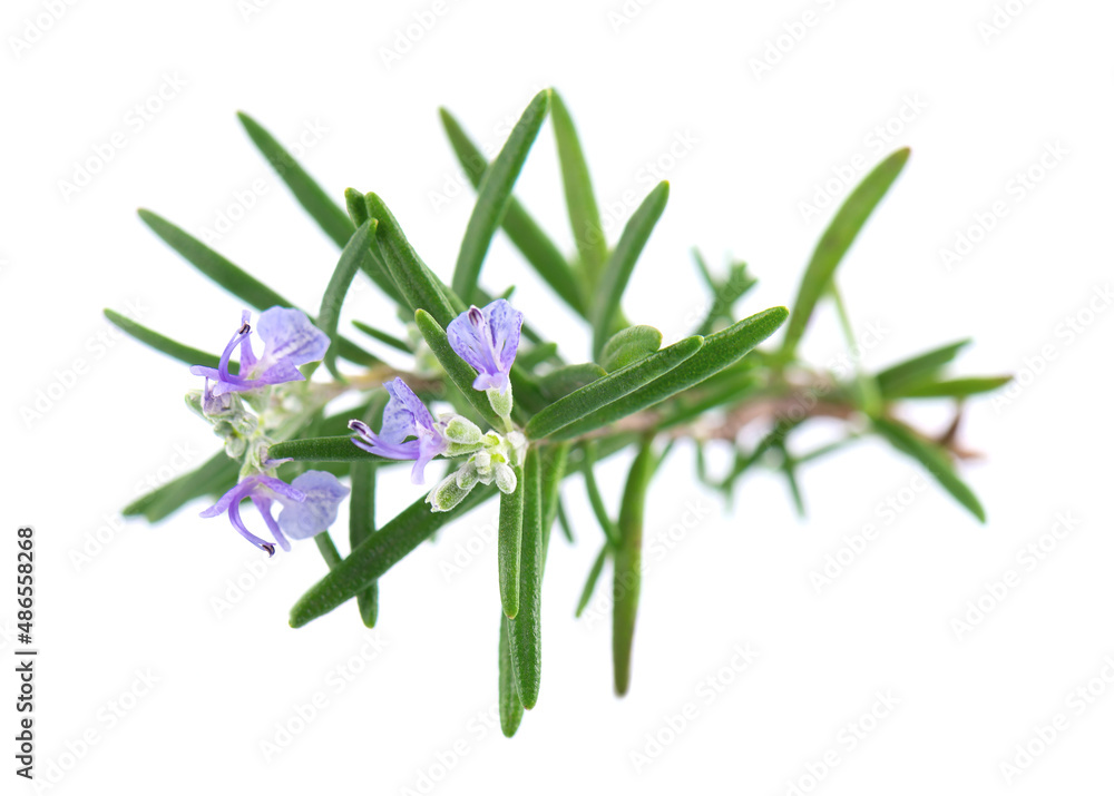 Fototapeta premium Sprig rosemary with flower isolated on white background. Fresh rosemary branch.