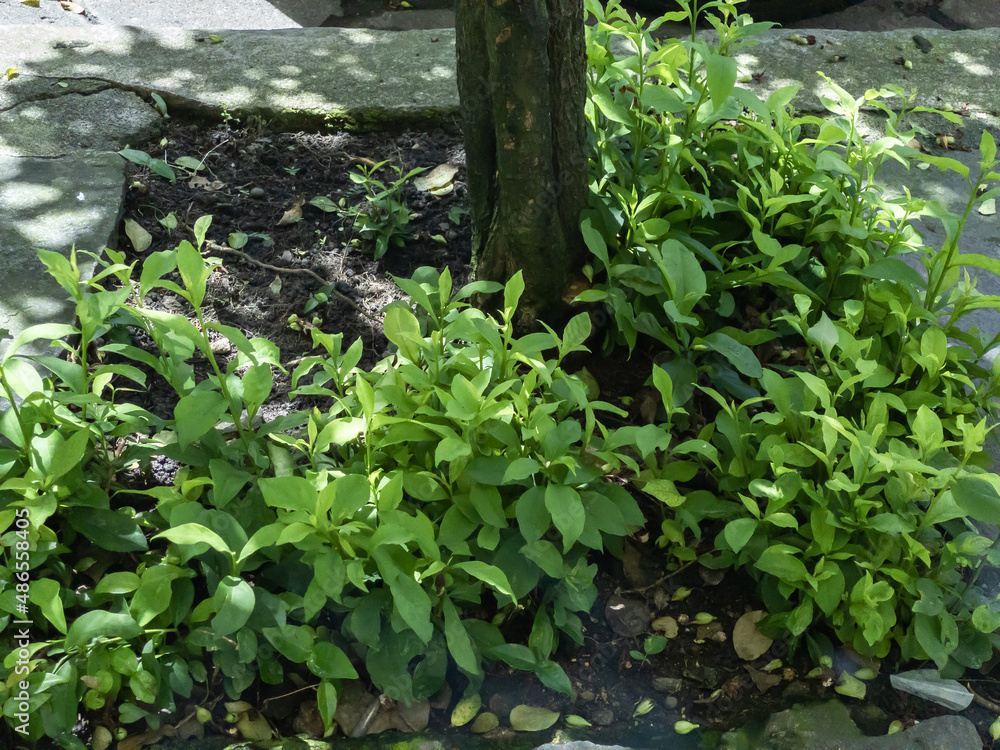 Many seedlings grow around the trunk of the Brunfelsia uniflora tree which has vegetative reproduction. Original and typical plant of the Atlantic Forest of Brazil. Many seedlings grow around the trunk of the Brunfelsia uniflora tree which has vegetative reproduction. Original and typical plant of the Atlantic Forest of Brazil.