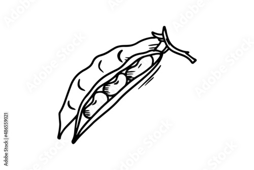 Beans drawn with a black outline. Vector graphics. Vector illustration