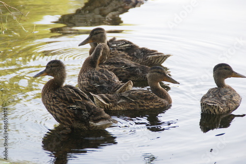 Wild ducks on the lake 