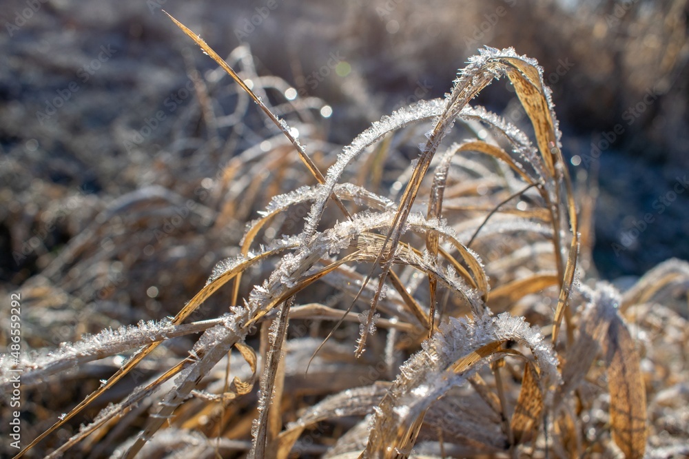 Fototapeta premium Dry grass and frost. snow on dry grass, frosty landscape. sparkling snow