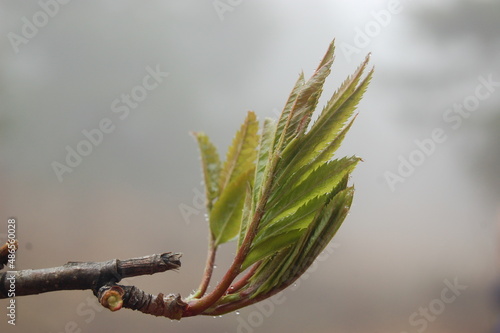 Opening maple leaf in early spring against the backdrop of foggy distance...