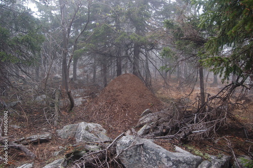 An anthill in the mountains in a dense coniferous forest, Mount Yurma, Chelyabinsk region, Southern Urals, Yurminsky ridge,