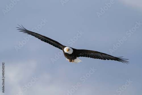 Bald Eagle Incoming © Bernie Duhamel