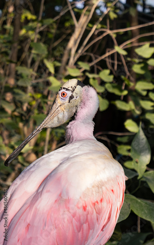 white spoonbill tropical bird