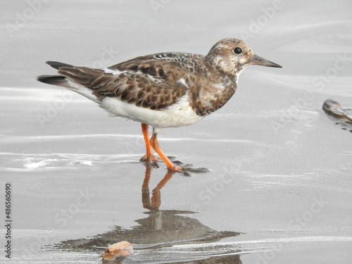 Ruddy Turnstone