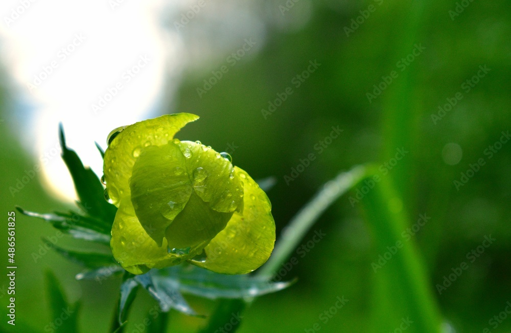 Fototapeta premium close up of a green leaf