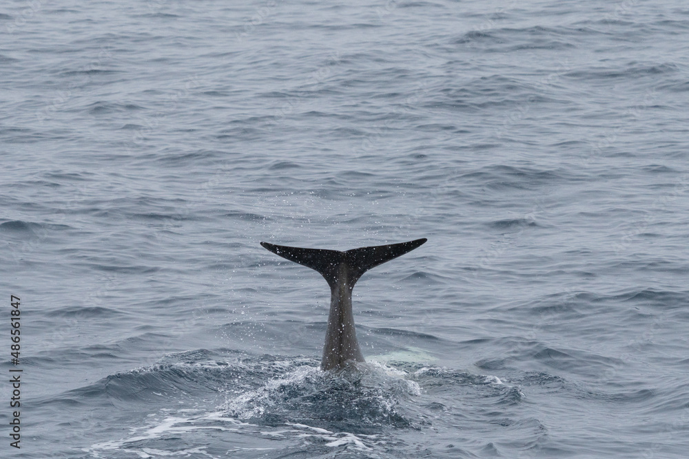 Naklejka premium Tail of Minke Whal
