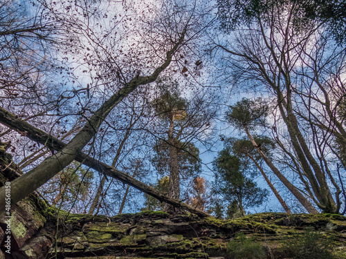 Wallpaper Mural Feuchte und mit Farn bewachsene Felswand im Wald Torontodigital.ca