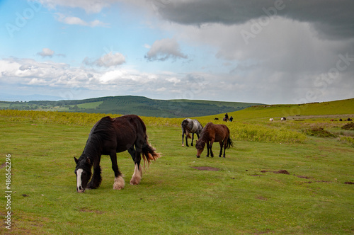 Horses grazing in the Welsh hills.
