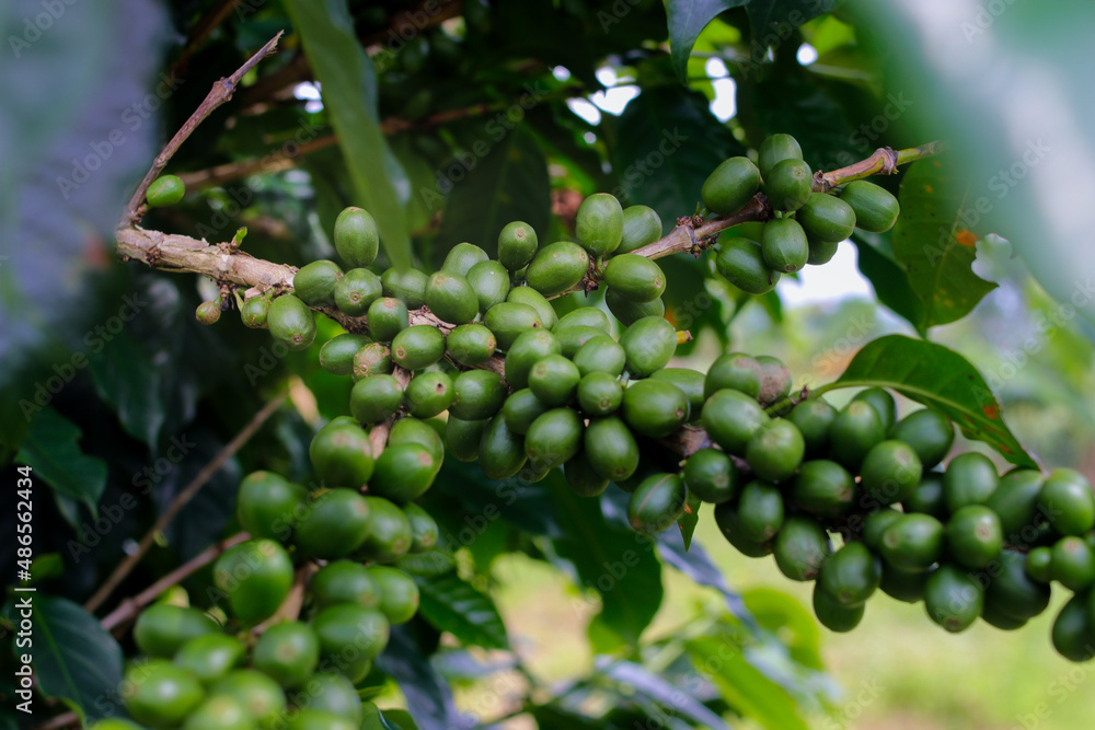 Close-up view of raw green coffee beans on tree branches in a coffee plantation in West Java, Indonesia. Close-up view of raw green coffee beans on tree branches in a coffee plantation in West Java, Indonesia.