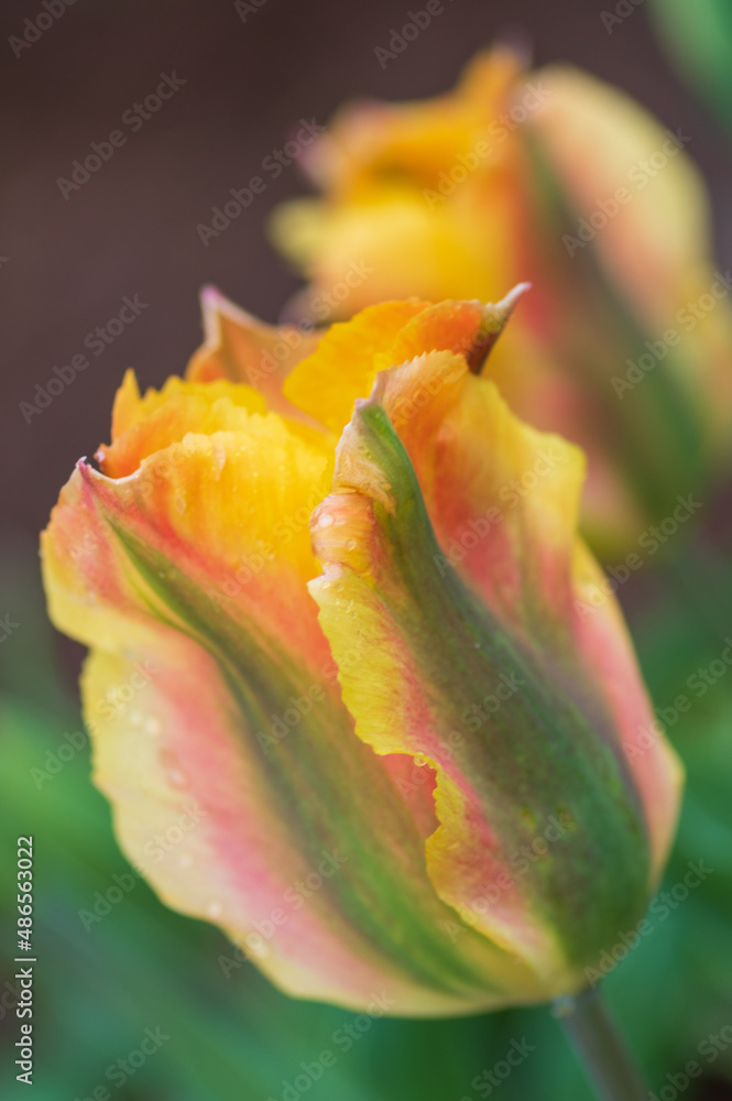 Closeup of two yellow, green and red tulip flowers Closeup of two yellow, green and red tulip flowers