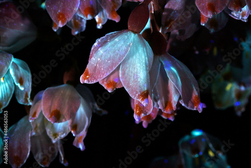 snowdrop flowers in ultraviolet light